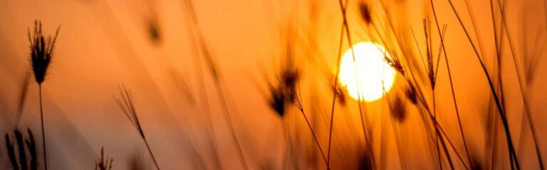 El huerto solar es una buena opción para combatir el cambio climático e implementar nuevas formas de producir energía renovable