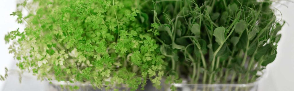 ¿cómo Cultivar Microgreens En Casa