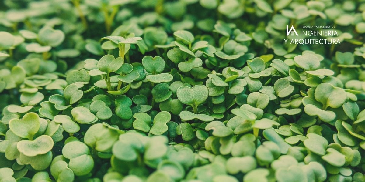 ¿cómo Cultivar Microgreens En Casa