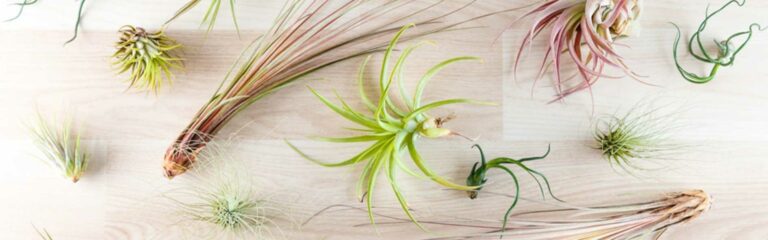 Descubre las plantas aéreas y cuáles son sus cuidados